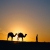 Beautiful Arabia horse