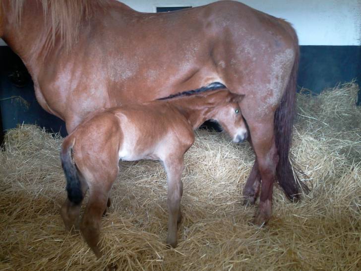 Call Back Cavallo Da Sella Francese