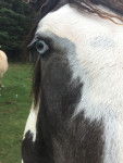 Barad - Paint horse Maschio (2 anni)